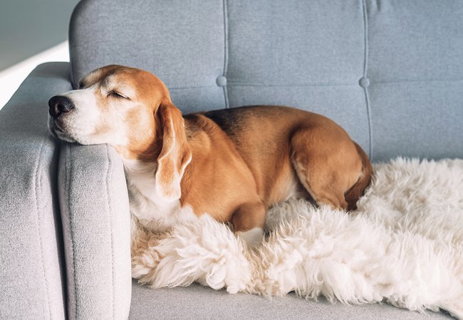 Beagle sleeps on cozy sofa